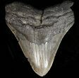 Bargain Fossil Megalodon Tooth - South Carolina #39237-1